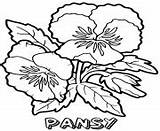 Flower Coloring Pages Pansy sketch template