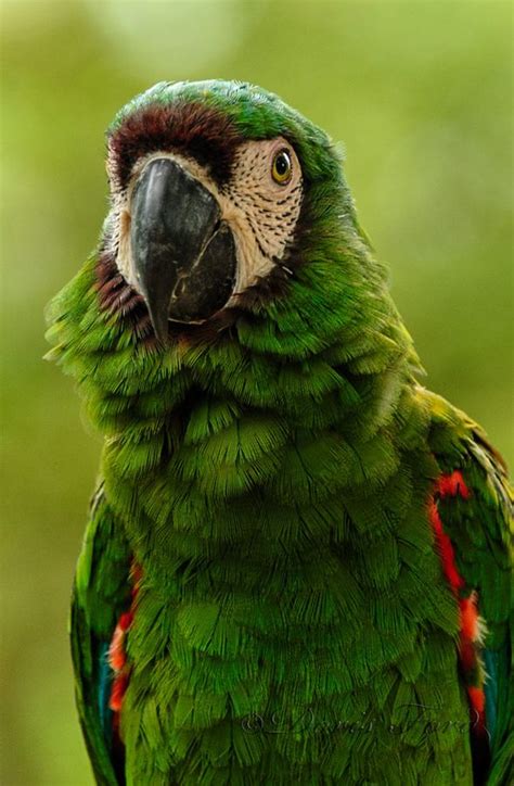 polly   cracker pet birds severe macaw colorful birds