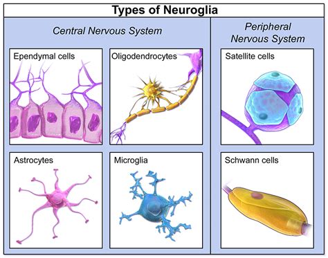 Different Types Of Glial Cells And Their Functions Glial Cells