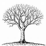 Tree Baobab Drawing Getdrawings sketch template