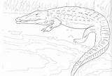 Crocodile Coloring Pages Kids Printable sketch template