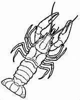Lobster Coloring Pages Crayfish Drawing Red Crawdad Coloringbay Color Sketch Getdrawings Template sketch template
