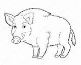 Boar Wild Coloring Cartoon Animal Drawing Stock Clipart Drawings sketch template