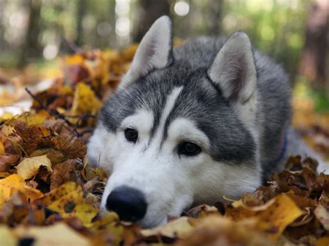 siberian husky dog temperament training pictures  video