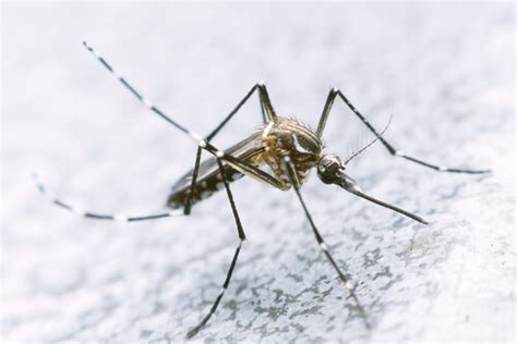 dengue peril symptoms  treatment dr lal pathlabs blog