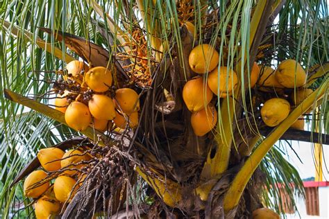 grow  coconut tree top tips facts