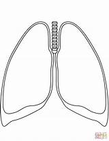Coloring Lungs Pages Printable Human Drawing sketch template