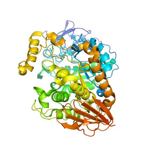 amylase enzyme alpha amylase function  amylase produced