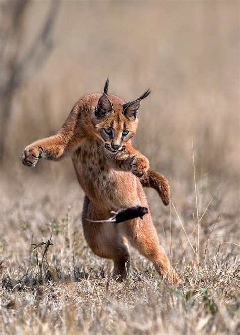 with their sleek streamlined body extra long legs and dramatic facial markings caracals are