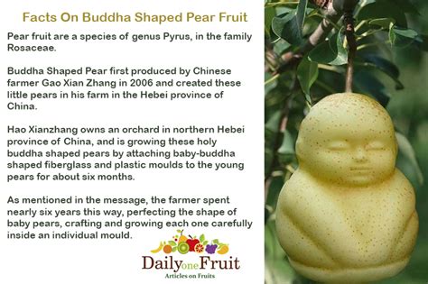 facts on buddha shaped pear fruit dailyonefruit