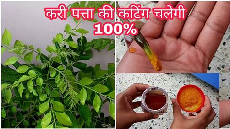 grow curry leaves plant  home curry leaves plant  cuttings
