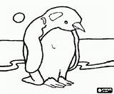 Penguin Antarctic sketch template