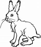 Rabbit Coloring Pages Hare sketch template