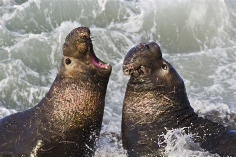 filenorthern elephant seal san simeonjpg wikipedia