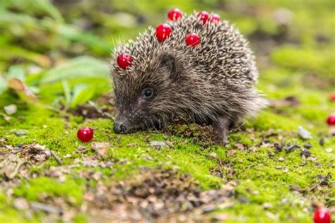top   hedgehog foods    feed hedgehog properly