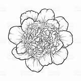 Peony Outline Drawing Background Getdrawings sketch template