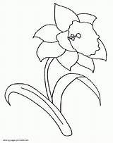 Daffodil Daffodils Colouring Misc Designlooter sketch template