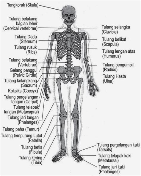 Kerangka Tubuh Manusia Dan Fungsinya ~ Welda Aprilia S Blog