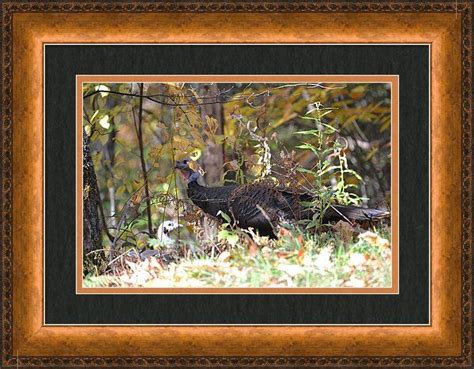 wild turkey along the blue ridge parkway framed print by rd erickson