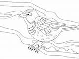 Sparrow Sparrows sketch template