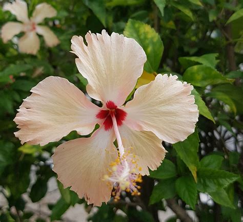 hd wallpaper hibiscus flower petal bloom tropical bright floral