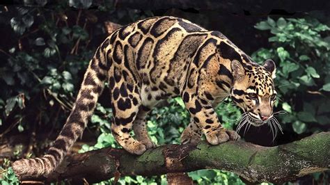 International Clouded Leopard Day 2023 Date History Facts About