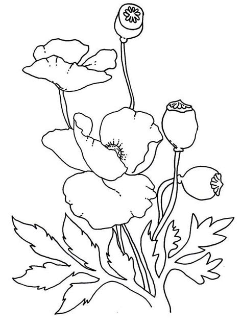 lovely poppy drawing coloring page color luna