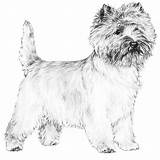 Terrier Pages Wheaten Cairn Template Coloring sketch template
