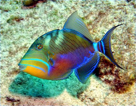 reef triggerfish fun animals wiki  pictures stories