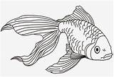 Ikan Sketsa Koi Mewarnai Hewan Menggambar Narmadi Broonet Warna Beragam Mudah Membuat Akuarium sketch template