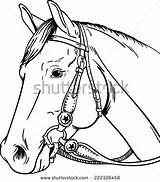 Horse Coloring Western Pages Bridle Vector Printable Template Horses Parts Reining Shutterstock Stock Diagram Getcolorings Color Sketch Preview sketch template