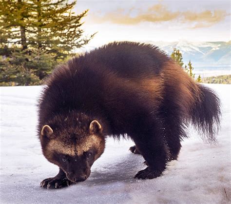helping wolverines  tracking humans state regional