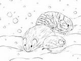 Northern Coloring Lemming Collared Quoll sketch template