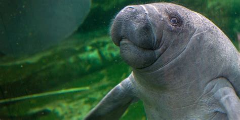 manatees hit record numbers  conservation efforts