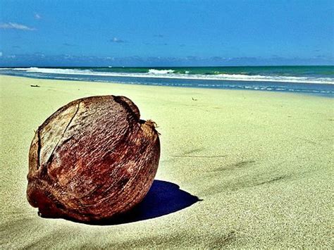 dead fetus found in coconut on sanur s padang galak beach