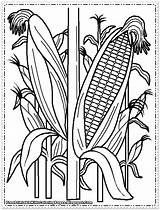 Coloring Pages Printable Corn Cornfield Kids Realistic Alphabetically Knowing Sorted Knowledge Spread Fruit Which Been sketch template