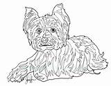 Coloring Pages Terrier Yorkie Yorkshire Teacup Getcolorings Printable Morkie Template sketch template