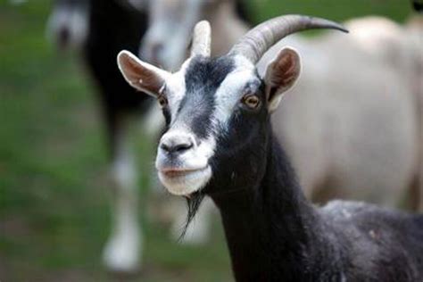 goats    dumb     scientists csmonitorcom