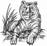 Tiger Coloring Pages Color Animals Adults Siberian Siberean Printable Book Animal India Sheets Only Sheet Print Wild Popular Search Coloringhome sketch template