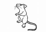 Szczur Rats Kolorowanki Dzieci Ratos Rato Bestcoloringpagesforkids Itl sketch template