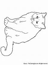Birman Kleurplaat Kleurplaten Kittens Poezen Hunde Downloaden Uitprinten sketch template