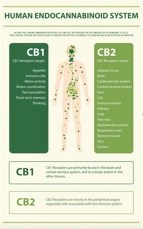 Cannabis 101 The Endocannabinoid System Leaf411