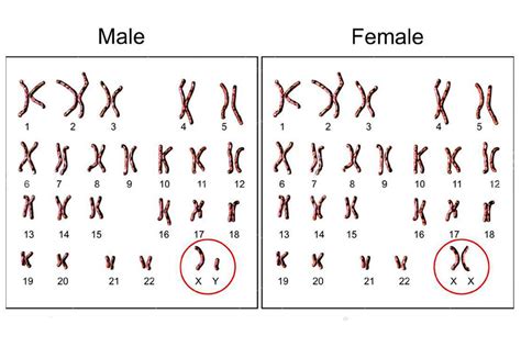 New Research Has Confirmed That The Presence Of Xx Sex