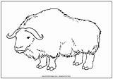 Ox Oxen Activityvillage sketch template