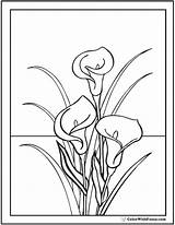Lily Coloring Calla Pages Easter Lilies Drawing Line Stargazer Color Bouquet Water Colouring Flowers Simple Lillies Printable Pdf Printables Getdrawings sketch template