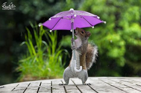 photographer  squirrel  pose   tiny umbrella   rainy day