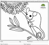 Colouring Possum Pygmy Mountain Competition Sheet Australian sketch template