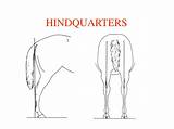 Hindquarters Presentation Angle Croup Hock Hip Length Level sketch template