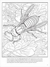 Arachnids sketch template