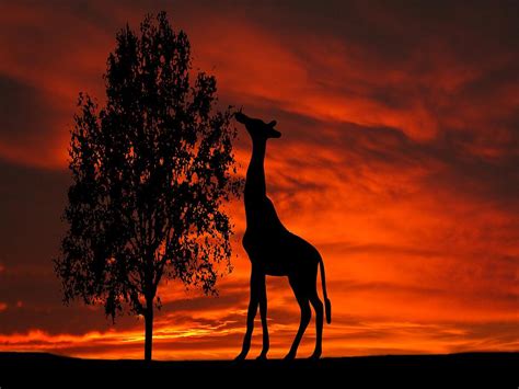 giraffe sunset silhouette series photograph  david dehner pixels